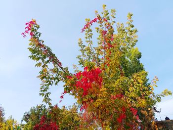 Low angle view of flowering tree against sky