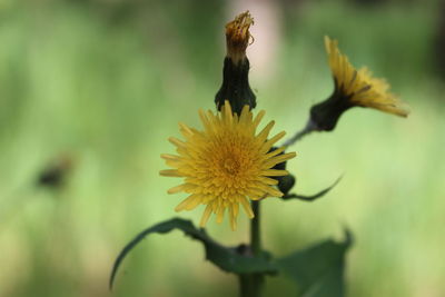 Close-up of yellow flowering plant