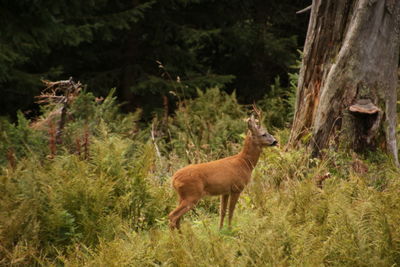 Deer on grass