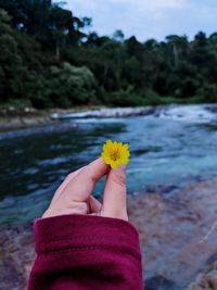 Close-up of hand holding yellow flower