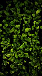 Full frame shot of plants