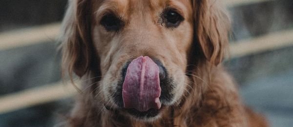 Close-up portrait of dog