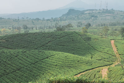 View tea plantations