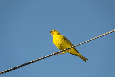 Low angle view of bird perching on pole against clear sky