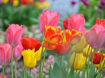 Close-up of tulips