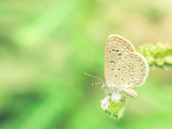 Close-up of butterfly pollinating flower