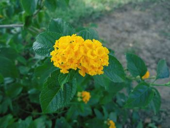 Close-up of yellow marigold blooming outdoors