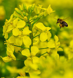 Close-up of bee pollinating on yellow flower