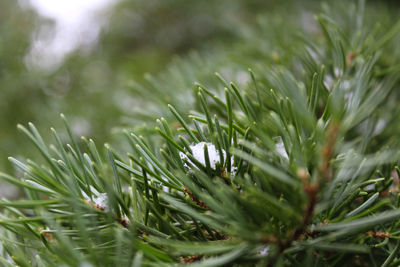 Close-up of raindrops on pine tree