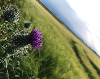 Close-up of purple thistle flower on field