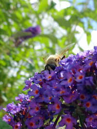 Close-up of butterfly on purple flower