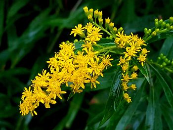 Close-up of yellow flowers blooming outdoors