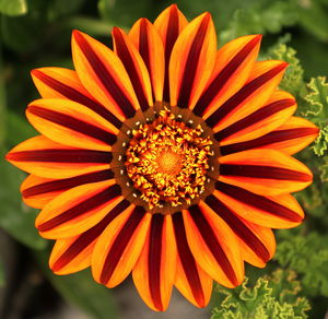 Close-up of orange flower