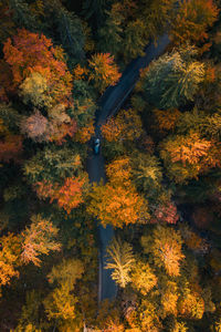 High angle view of autumnal trees