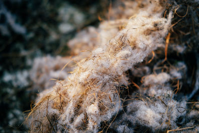 Close-up of plant against blurred background