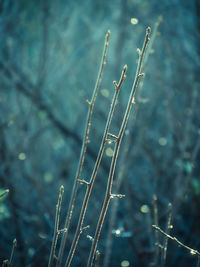 Close-up of wet plant on land