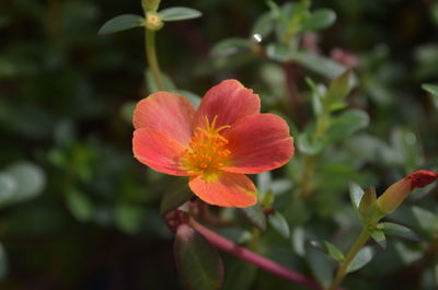 Close-up of red flowering plant