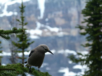 Close-up of bird perching on tree