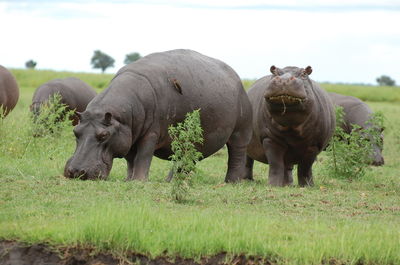 Group of hippos on field against sky