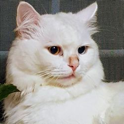 Close-up portrait of white cat