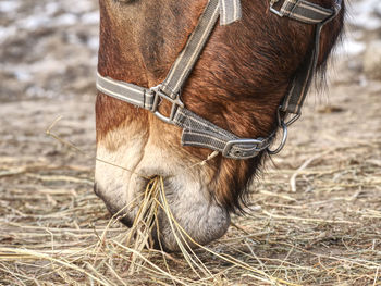 Head of horse in detail. close up view. domestic old horse.