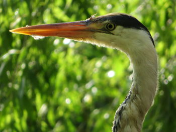 Herons of regents park