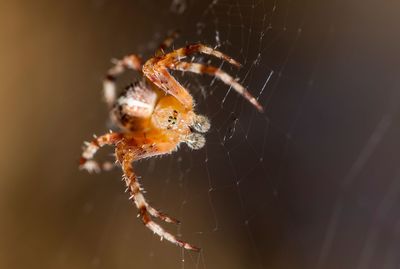 Close-up of spider on web