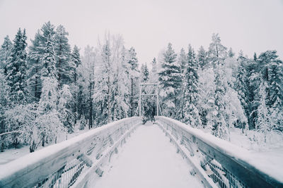Snow covered plants and trees against sky