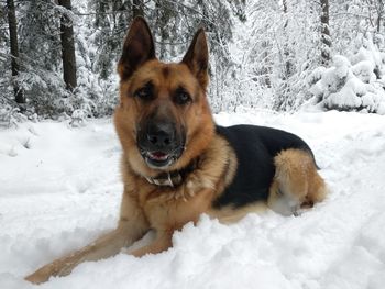 Portrait of dog on snow covered land