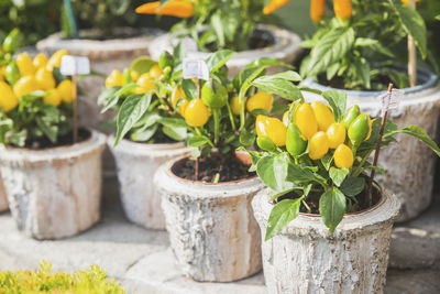 Decorative yellow peppers in a flower shop