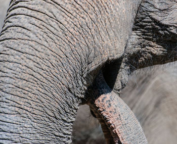 Asian elephant in closeup