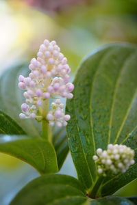 Close-up of purple flowering plant