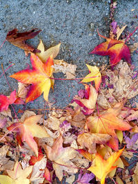 High angle view of maple leaves