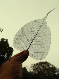 Close-up of hand holding plant against sky