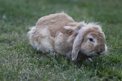 Rabbit relaxing on grassy field