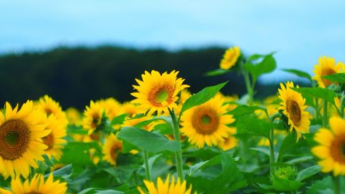 Close-up of sunflower blooming in field