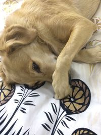 High angle view of dog resting on bed