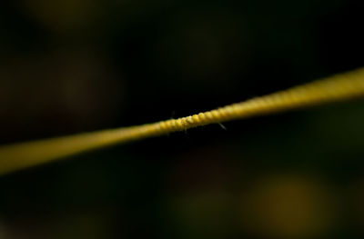 Close-up of plant growing outdoors