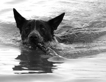 Portrait of dog swimming in lake