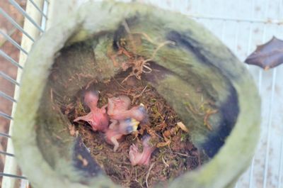 High angle view of birds in nest