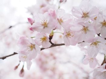 Close-up of cherry blossom