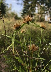 Close-up of flowering plants on land