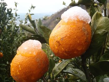 Close-up of orange leaf