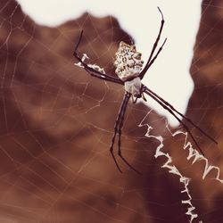 Close-up of spider and web against blurred background