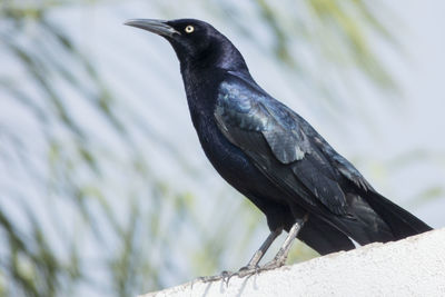 Close-up of bird perching on a plant
