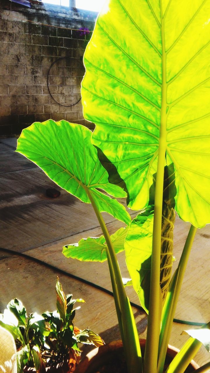 leaf, growth, plant, green color, yellow, nature, leaf vein, close-up, sunlight, day, beauty in nature, outdoors, green, no people, leaves, growing, natural pattern, wall - building feature, built structure, fragility