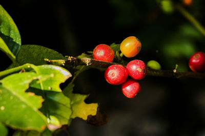 Close-up of fruits on tree