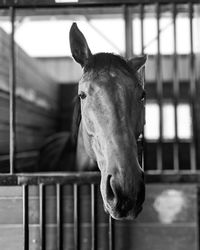 Close-up of horse in stable