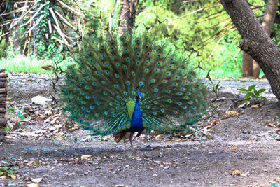 Bird in a forest