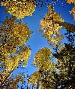Low angle view of trees against blue sky